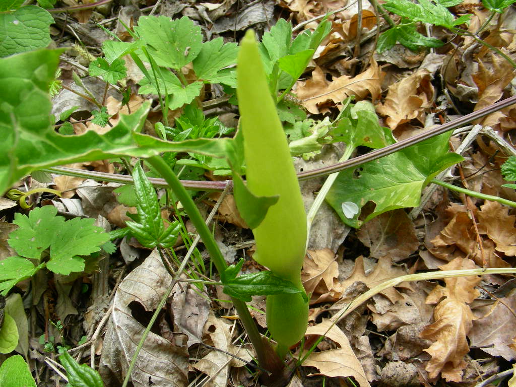 Arum italicum e Arum maculatum